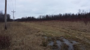 Perfect for chickens