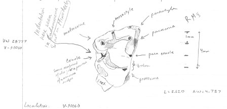 A sketch on one tooth assigned to Mixodectes from The Breaks. I love this drawing.