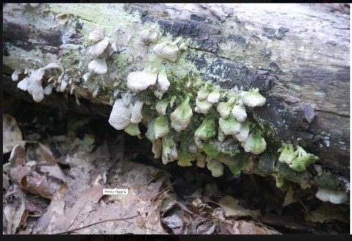 That's me in the leaf litter.