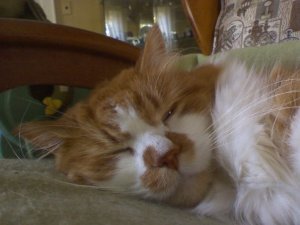 Always happy to take a snooze.