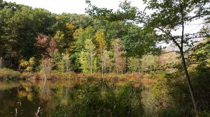 Fall colors at Mendon Ponds Park