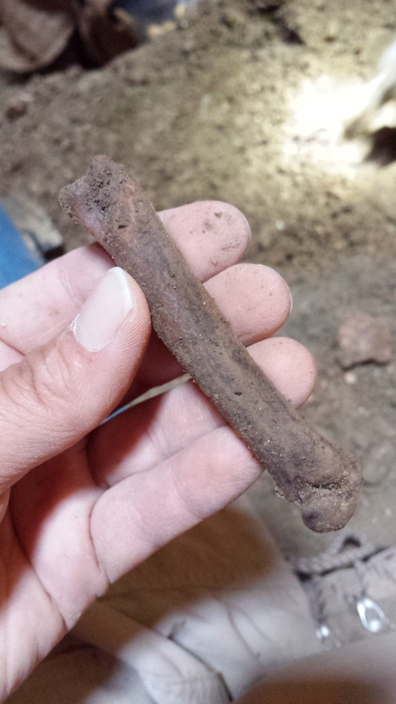 A cheetah metacarpal (hand) bone.