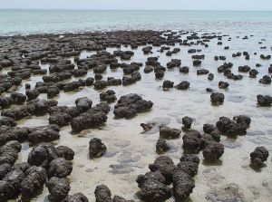 Stromatolites in Shark Bay, Australia. Credit: Paul Harrison. CC By-SA 3.0