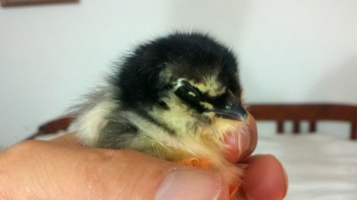 Forrest, our spraddle-legged chick, just chilling in my hand.