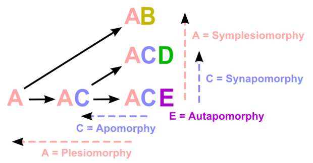 Synapomorphy in cladistics Faustino Núñez Hernández CC BY 3.0