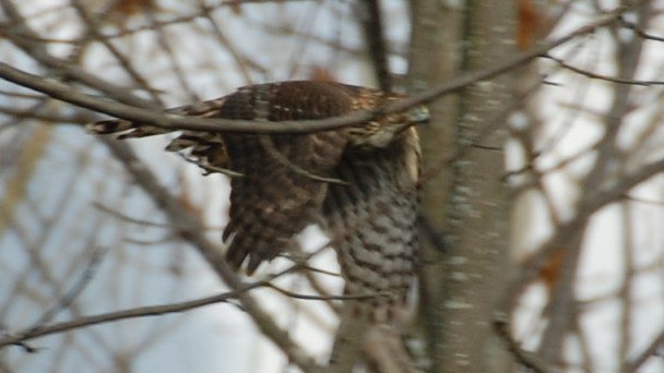 Sharp-shinned hawk decides to skedaddle.