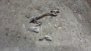 Those fuzzy rabbit's feet didn't help much.