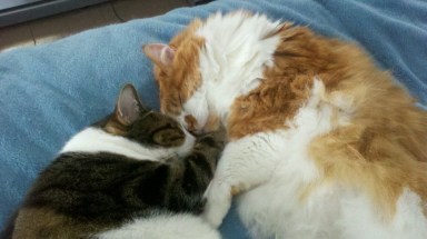 Here's Toby and Charlie having a snuggle moment.