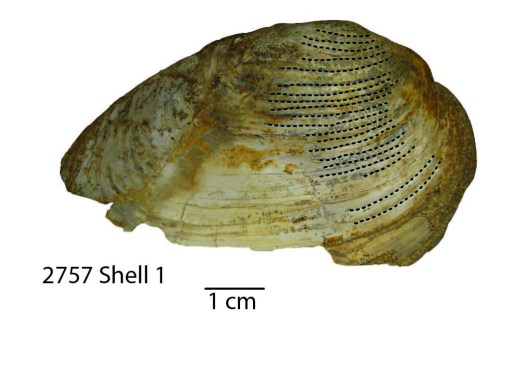 Mussel Shell - dashed lines show where isotopic samples were collected