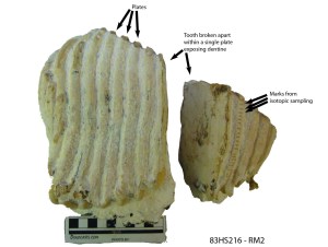 Mammoth M2 - cementum removed