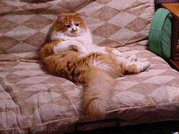 Charlie reclining on the couch.