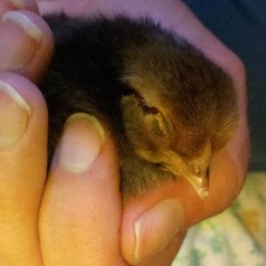 A tiny, injured, baby bird.