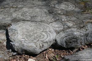 Fossil Stromatolites. Credit: Rygel, M.C. CC. By-SA 3.0