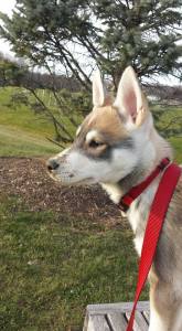 Walkies in the park.