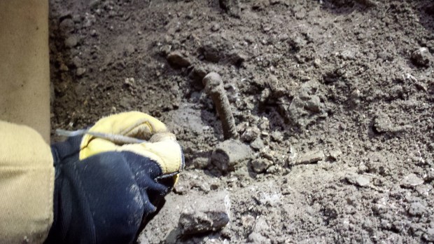 The vertical bone is a cheetah metatarsal (foot) bone. Lying next to it is a sheep toe bone. Yes, the cheetah bone was found that way. It was deposited nearly vertically.