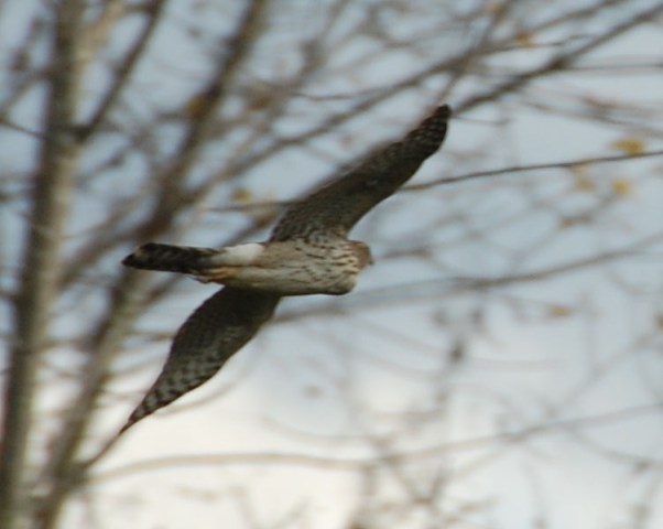 The last I saw of that hawk. I hope it doesn't come back.