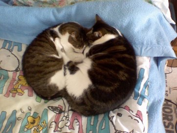 Here's Niko again (the small one) with our third cat, Toby.