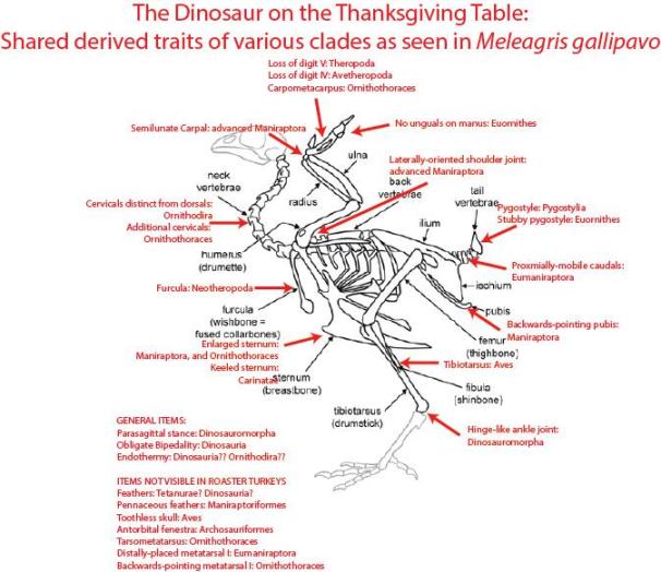 The skeleton of the Wild Turkey. In black is the basic skeleton. Red arrows highlight characteristics shared between birds and dinosaurs. Credit: skeleton from UCMP; Red highlights: Thomas Holtz)