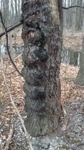 It would seem that this fence had been here for a while.