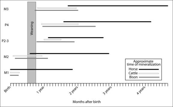 Times during which different teeth grow in horses, bison, and cattle.