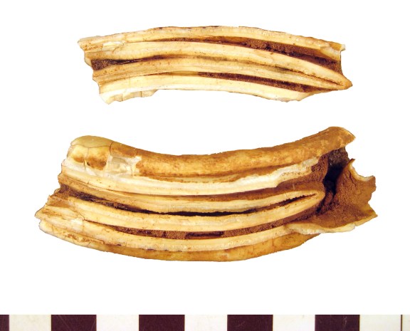 The upper fourth premolar of a burro, split open to see the interior.