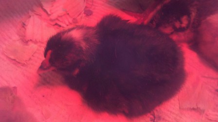 Probably male, evidenced by the white spot on his head. This is the case for Rhode Island Red, Barred Rock crosses.