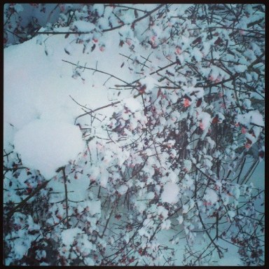 The berries on this burning bush (Euonomys) are a striking red against the snow.