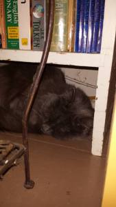 12919926_10100551477261978_7848258805263562940_n