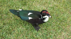 A muscovy duck that reminds me of Darth Maul