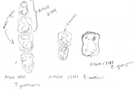 Drawings of specimens of Tetraclaenodon puercensis and two different species of Phenacodus from the American Museum of Natural History.