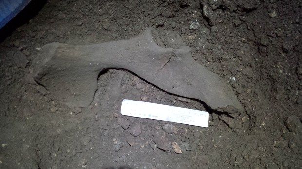 The Bison pelvis before removal.