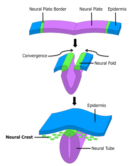Development of the dorsal hollow nerve tube from neural crest cells of the ectoderm (called epidermis here) Public Domain