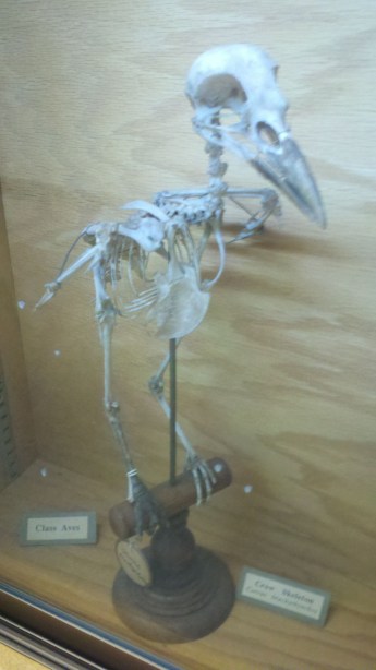 An oblique view of the crow.