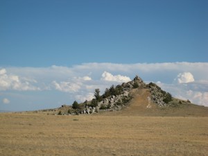 Wildcat top. Not a Stegasaurus back.