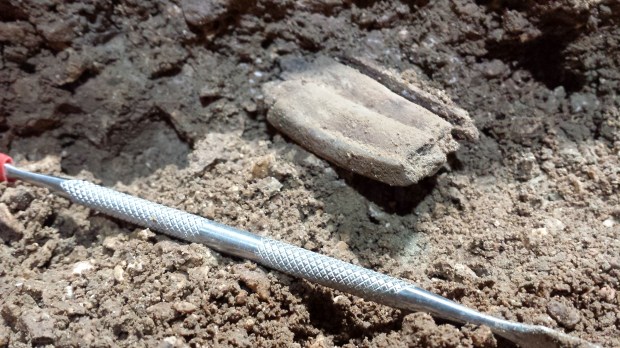 I'm just a tooth, hanging out under a rock.