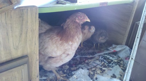 Momma Red and the chicks. "Is it all clear?"