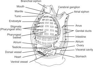 Anatomy of a sea squirt Jon Houseman CC BY-SA 3.0