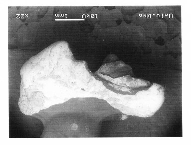 Acmeodon secans UW 28062 RM1 from V-90029