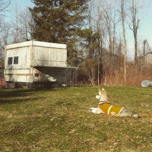 Relaxing by the chicken coop.