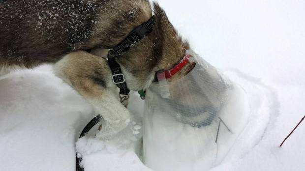 Loading the barrel. Oh wait, there's something good here.