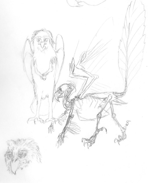 I did a second sketch of the skeleton and decided on the long tail. But I couldn't sort out how the rib cage worked, nor could I figure how one might look facing you.