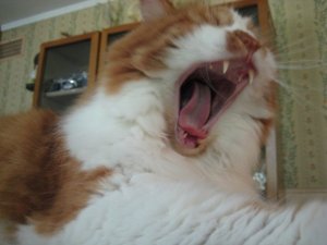 Roar! Or... Yawn.