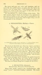 Page 384 from the book A Manual of Injurious Insects with Methods of Prevention and Remedy for Their Attacks to Food Crops, Forest Trees, and Fruit.