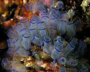 Clavelina moluccensis, the bluebell tunicate Nick Hobgood CC BY-SA 3.0