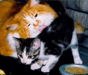 Brothers Purr the early years