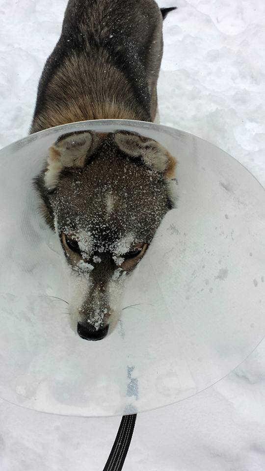 Aftermath. One happy, snowy puppy.