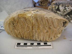 Mammoth M2 - occlusal surface