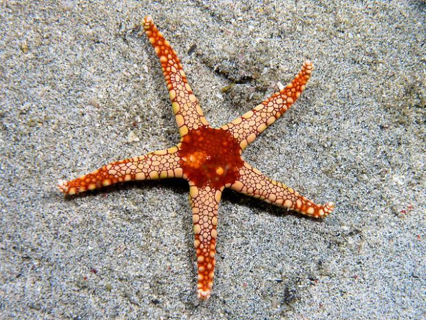 Fromia monilis (Seastar) Nick Hobgood CC BY-SA 3.0