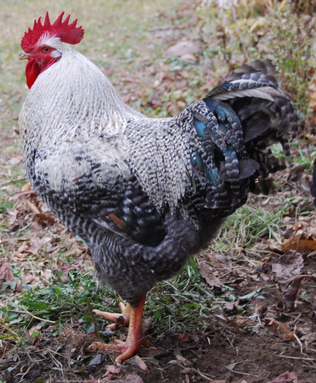 Bruce - A "Black Sex Link" a cross between a Rhode Island Red sire and a Plymouth Rock dam.