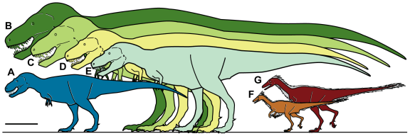 A. Nanuqsaurus hoglundi; B. Tyrannosaurus rex; C. Tyrannosaurus rex; D. Daspletosaurus torosus; E. Albertosaurus sarcophagus; F. Troodon formosus; G. Troodon sp. Scale 1m. Credit: Fiorillo and Tykoski PLOSone